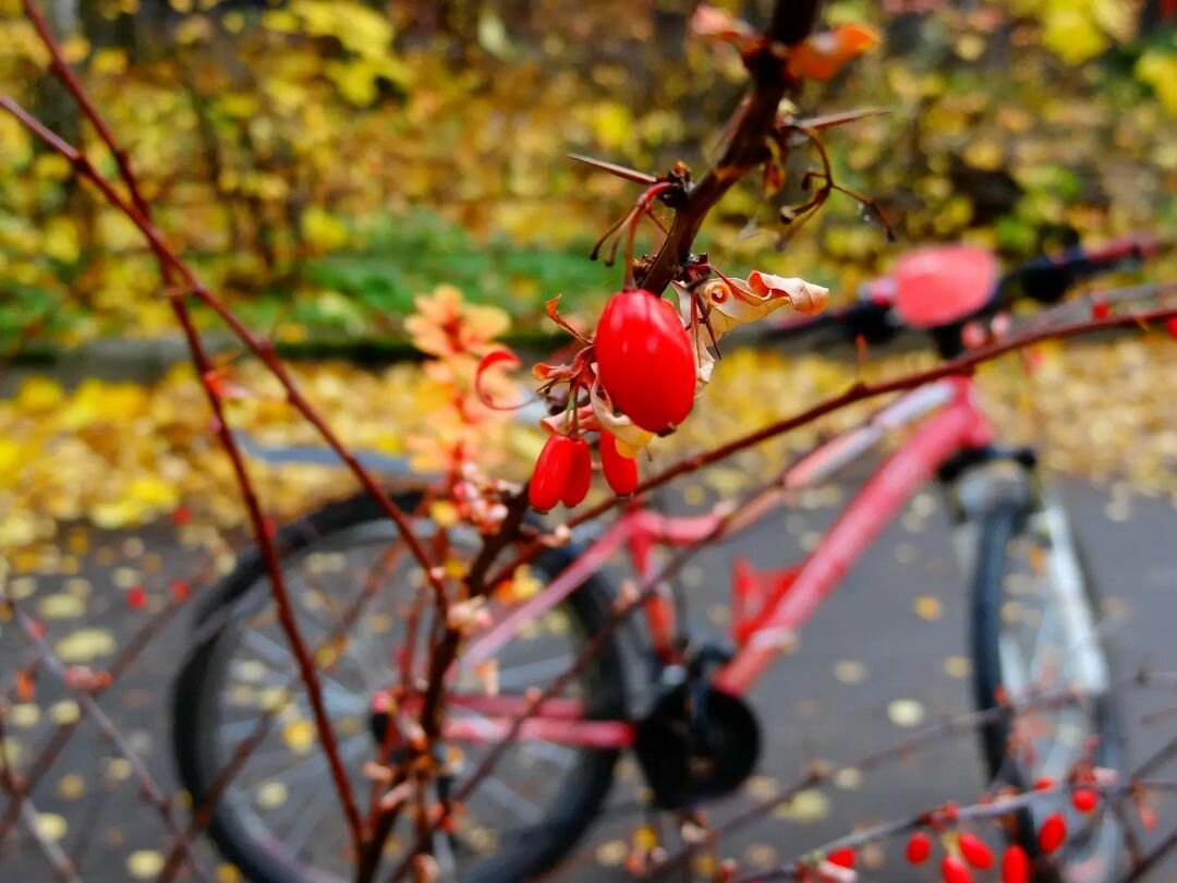 St.Petersburg-autumn: bike